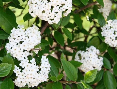 does viburnum grow in shade.